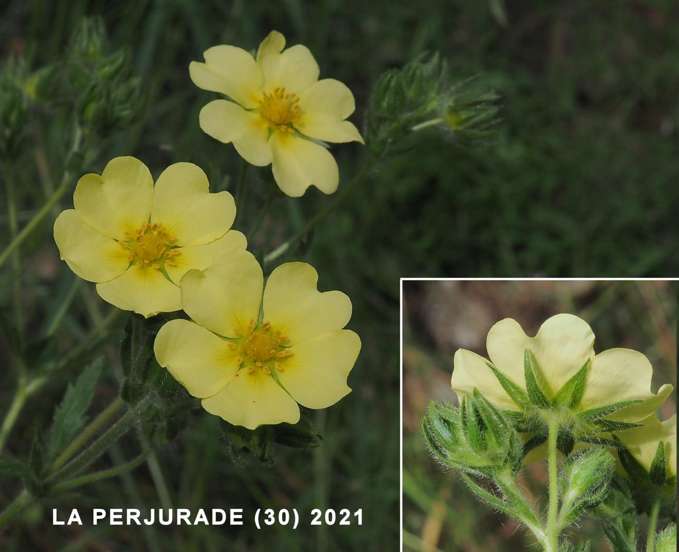 Potentilla, Sulphur flower